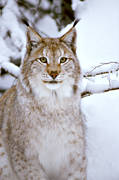 djur, däggdjur, katt, kattdjur, lo, lodjur, lokatt, närbild, predator, predatorer, rovdjur, snö, vinter