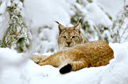 djur, däggdjur, katt, kattdjur, lo, lodjur, lokatt, närbild, predator, rovdjur, snö, vinter