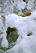 djur, dggdjur, katt, kattdjur, lo, lodjur, lokatt, predator, predatorer, rovdjur, sn, vinter