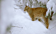 djur, däggdjur, katt, kattdjur, lo, lodjur, lokatt, predator, predatorer, rovdjur, snö, vinter