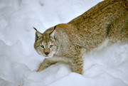 djur, d�ggdjur, katt, kattdjur, lo, lodjur, lokatt, predator, rovdjur, smyga, smyger, sn�, vinter