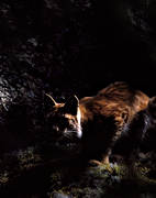 djur, dggdjur, kattdjur, lo, lodjur, lokatt, predator, rovdjur, smygande, smyger