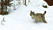 djur, däggdjur, kattdjur, lo, lodjur, lokatt, lynx, predator, rovdjur, snö, springer, språng, vinter