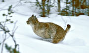 djur, däggdjur, kattdjur, lo, lodjur, lokatt, lynx, predator, rovdjur, snö, springer, språng, vinter