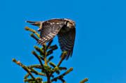 djur, fgel, fglar, hkuggla, Northern Hawk Owl, Surnia ulula, uggla, ugglor