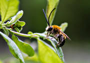bi, bin, djur, Eucera longicornis, insekter, långhornsbi, solitära bin, sommar