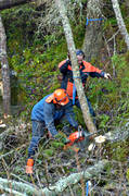 arbete, arbetskamrater, fälla träd, samarbete, skog, skogsarbetare, skogsarbete, skogsbruk, skogshuggare, trädfällning