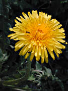 biotop, biotoper, blomma, gul, maskros, maskrosor, natur, ng, ngar, ngsmark