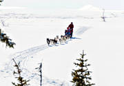 draghundar, friluftsliv, hundspann, sldhundar, sldhundfrd, vinter, vita vidder, ventyr