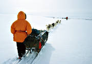 draghund, draghundar, draghundtur, sldfrd, sldhund, sldhundar, uteliv, vinter, ventyr