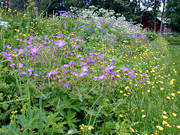 biotop, biotoper, blommor, frsommar, midsommar, midsommarblomster, natur, sommar, ng, ngar, ngsmark