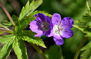biotop, biotoper, blomma, blommor, frsommar, midsommar, midsommarblomster, natur, ng, ngar, ngsmark