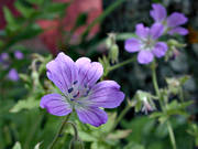 biotop, biotoper, blomma, blommor, bl, midsommarblomster, natur, sommar, ng, ngar, ngsmark