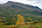 bjrk, bjrklv, fjll, fjllandskap, fjllen, fjllskog, fjlltopp, fjlltoppar, hgfjll, hst, hstfrger, Jmtland, landskap, Miektjieburrentjahke, natur, rstid, rstider