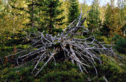 biotop, biotoper, dd, gran, natur, skog, skogar, skogsmark, taiga, urskog