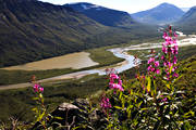 blomma, blommor, landskap, lappland, mjlkrt, natur, rallarros, Rapadalen, Rapaselet, sarek, Sarek nationalpark, Sarekfjll, sommar, vxt, vxter