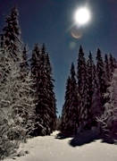 granar, landskap, mnljust, mnsken, natt, nattbild, skog, stmning, stmningsbild, stmningsbilder, supermne, vinter, rstid, rstider