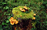 biotop, biotoper, mossa, natur, skog, skogar, skogsmark, stubbe, svamp, taiga, urskog