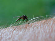 blod, djur, insekt, insekter, mygg, mygga, sommar, stickande, suger