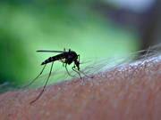 blod, djur, insekt, insekter, mygg, mygga, sommar, stickande, suger