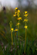 biotop, biotoper, blomma, blommor, fjll, fjllblommor, gul, myr, myrar, myrlilja, myrmark, naturvxter, ossifragum narthecium, torvmark, vxt