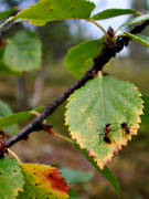 bjrk, bjrkar, bjrkblad, djur, insekter, myra, myror