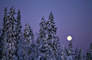 fullmåne, granar, julkort, julstämning, kallt, kyla, måne, natt, snötyngda, stämning, stämningsbild, stämningsbilder, vinter, vinternatt, årstid, årstider