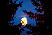 fullmåne, granar, höst, kväll, måne, månsken, natt, skog, stämning, stämningsbild, stämningsbilder, årstid, årstider