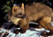 djur, d�ggdjur, m�rd, n�rbild, predator, rovdjur, sn�, vinter