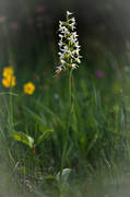 biotop, biotoper, blomma, blommande, blommor, Landskap, laxarve nge, nattviol, nattvioler, natur, orkide, orkideer, orkidengar, platanthera bifolia, Sankt Hans nycklar, vit, vxter, ng, ngsmark