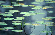 biotop, biotoper, blad, grnt, natur, nckrosor, sj, sjar, sjfart, sommar, vatten, vattenyta