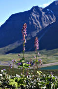 Bielloriehppe, blomma, blommor, fjllblomma, fjllblommor, fjlltopp, fjlltoppar, hgfjll, landskap, lappland, natur, Nordisk Stormhatt, peielloreppe, Rapadalen, Rapaselet, sarek, Sarek nationalpark, Sarekfjll, sommar, Stormhatt