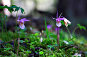 biotop, biotoper, blomma, blommande, blommor, calypso bulbosa, natur, norna, orkide, orkideer, skog, skogsmark, vxt, vxter