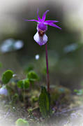 biotop, biotoper, blomma, blommande, blommor, calypso bulbosa, natur, norna, orkide, orkideer, skog, skogsmark, vxt, vxter