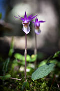 biotop, biotoper, blomma, blommande, blommor, calypso bulbosa, natur, norna, orkide, orkideer, skog, skogsmark, vxt, vxter
