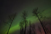 himmel, Jmtland, landskap, natur, norrsken, trd, vinter, rstider