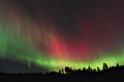 himmel, natur, norrsken, rd, skog, vinternatt