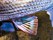 bl, brstfena, fena, fenor, fisk, fiske, fiskfena, fiskfjll, fjll, harr, haspelfiske, nrbild, simfena, sportfisk, sportfiske