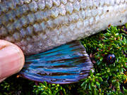 bl, brstfena, fena, fenor, fisk, fiske, fiskfena, fiskfjll, fjll, harr, harrfena, haspelfiske, nrbild, sportfiske