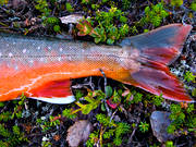 fena, fenor, fisk, fiske, fiskfena, fiskfenor, fiskstjrt, fjllfisk, fjllfiske, haspelfiske, laxfisk, rd, rding, sportfisk, sportfiske, stjrt, delfisk