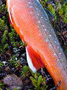 fena, fenor, fisk, fiske, fiskfena, fiskfenor, fjllfisk, fjllfiske, haspelfiske, laxfisk, rd, rding, sportfisk, sportfiske, delfisk