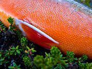 fena, fenor, fisk, fiske, fiskfena, fiskfenor, fjllfisk, fjllfiske, haspelfiske, laxfisk, rd, rding, sportfisk, sportfiske, delfisk