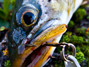 fisk, fiske, fiskhuvud, fiskga, fjllfisk, fjllfiske, haspelfiske, krok, krokad, laxfisk, rd, rding, sportfisk, sportfiske, delfisk
