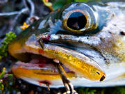 fisk, fiske, fiskhuvud, fiskga, fjllfisk, fjllfiske, haspelfiske, krok, krokad, laxfisk, rd, rding, sportfisk, sportfiske, delfisk