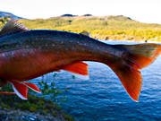 fena, fenor, fisk, fiske, fiskfena, fiskfenor, fiskstjrt, fjllfisk, fjllfiske, haspelfiske, laxfisk, rd, rding, sportfisk, sportfiske, stjrt, delfisk