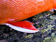 fena, fenor, fisk, fiske, fiskfena, fiskfenor, fjllfisk, fjllfiske, haspelfiske, laxfisk, rd, rding, sportfisk, sportfiske, delfisk