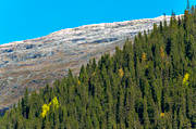 fjll, fjllskog, gran, hst, Jmtland, landskap, natur, nysn, skog, trd, trdgrns