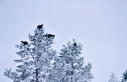 djur, fglar, orrar, orre, orrtuppar, rimfrost, skogsfgel, skogshns, talltopp, topp, toppfglar, tuppar, upplega, vinter