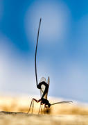 djur, insekter, parasit, parasiter, parasitstekel, sommar, stekel, steklar
