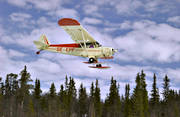 Cub, flyg, flygplan, kommunikationer, landa, landar, landning, luftfart, Piper, SE-EPF, skidflyg, skidflygning, skidor, sportflyg, sportflygplan, Super Cub, trdtoppar